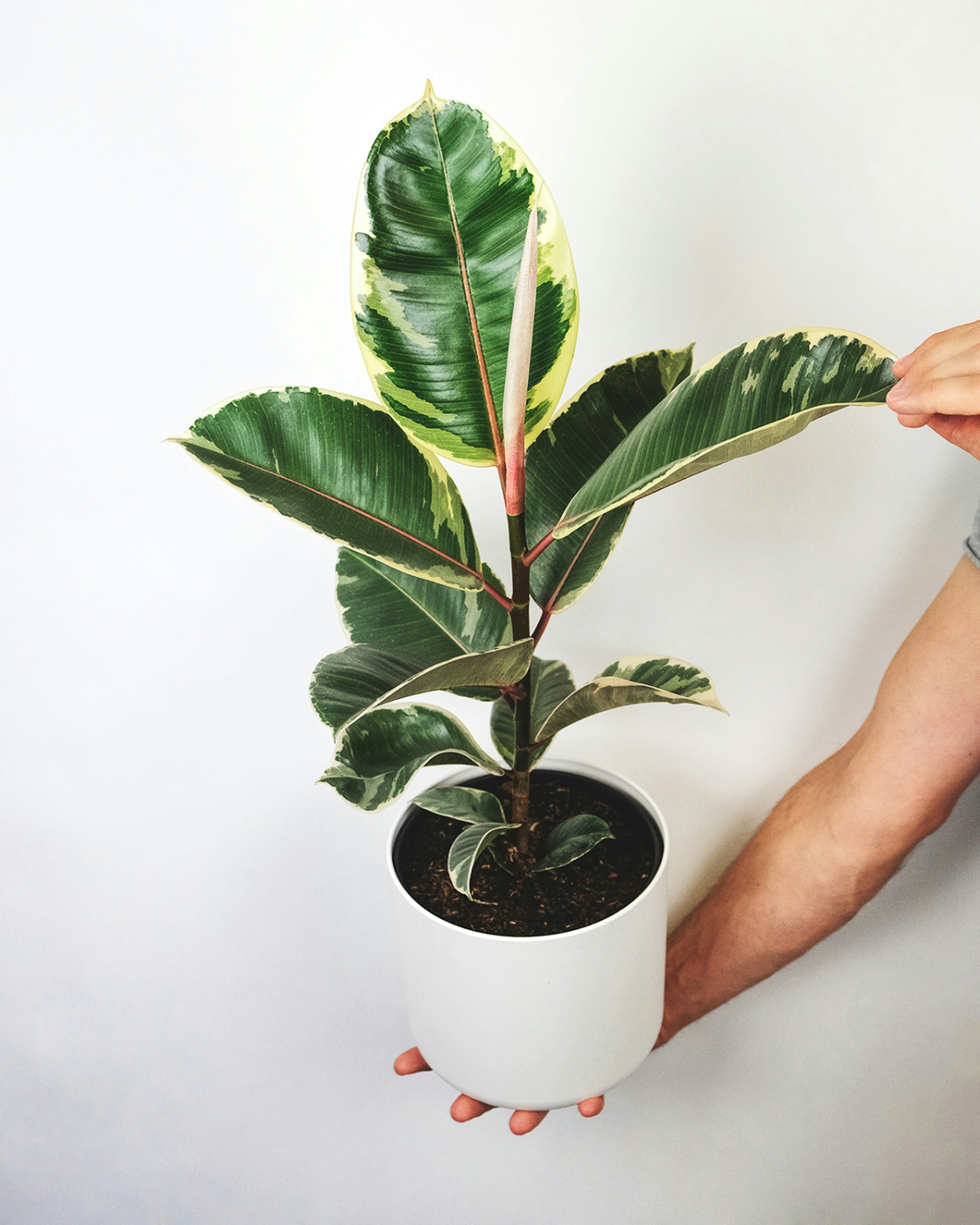 Ficus Elastica Robusta